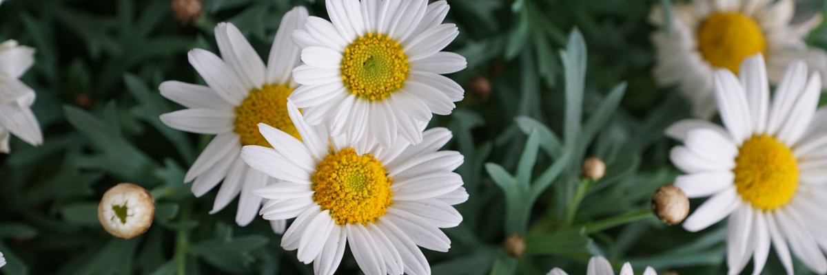 Marguerite Daisy